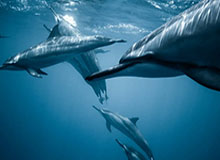 伤了？姆巴佩突然做手势请求被换下，贡萨洛·加西亚替补登场